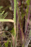 Annual rabbitsfoot grass